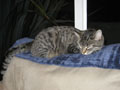 aggie snooze on back of couch.JPG